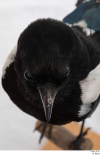 Common magpie Pica pica head 0010.jpg